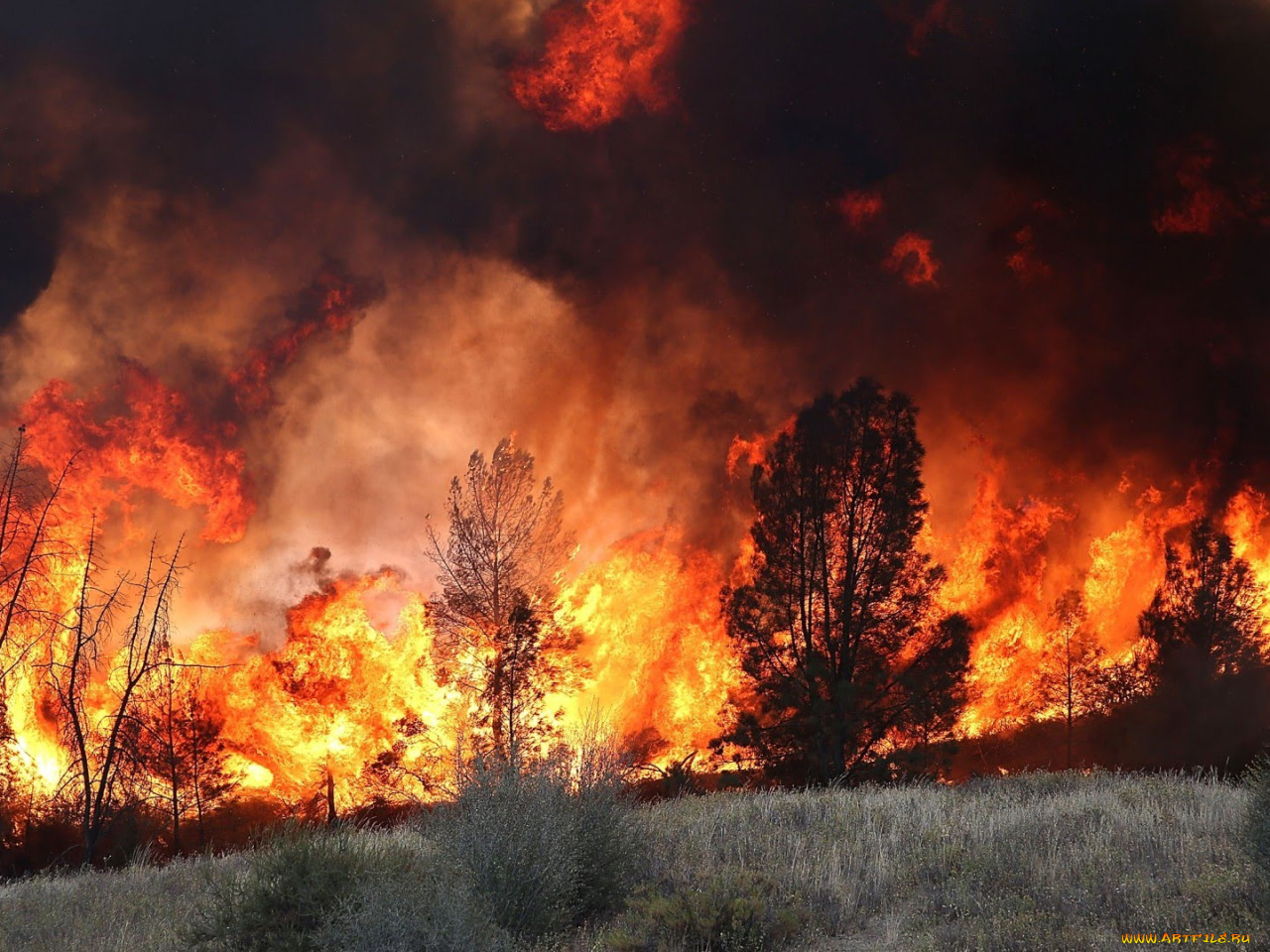 Лесные пожары видео. Лесные пожары. Лес в огне. Горящий лес. Экология пожары.